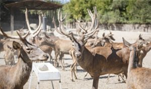 İyileşen kızıl geyik Paşa yeni yuvasında