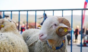 Aliağa Belediyesi’nden Üreticiye Yeni Destek: Damızlık Koyun Dağıtımında İkinci Etap Başlıyor
