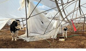 Büyükşehir yağış ve fırtınadan zarar gören üreticinin yanında