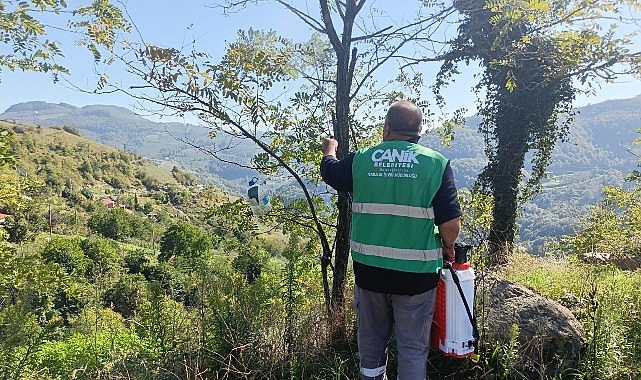 Canik Belediyesi’nden Kokarca Zararlısına İlaçla Müdahale
