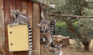 İzmir Doğal Yaşam Parkı’nda Davranış Zenginleştirme Atölyesi