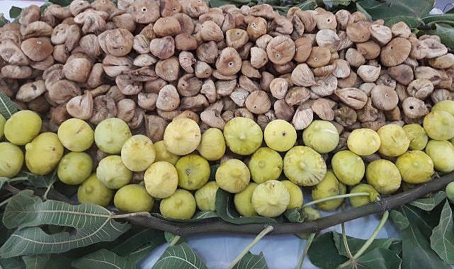 Türk kuru incir ihracatçılarından Avrupa Birliği’ne; “Kuru incirde ev ödevimizi yapıyoruz” mesajı