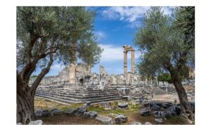 26 Kasım Dünya Zeytin Ağacı Günü’nde Didim Belediyesi’nden Anlamlı Mesaj