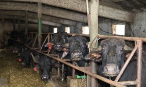 Kocaeli’de manda sayısı Büyükşehir’in desteğiyle artıyor