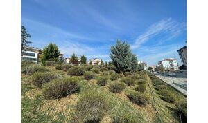 Malkara’da Daha Yeşil Bir Kent İçin Lavanta Fidanı Ekimi Başladı