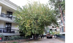 Maltepe’nin ağaçları sağlıklı büyümesi için budanıyor