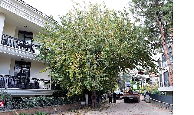 Maltepe’nin ağaçları sağlıklı büyümesi için budanıyor