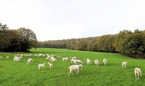 Süt otu desteği meraları berekete kavuşturdu