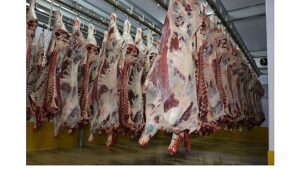 Büyükşehir Mezbahası’nda 6 bin 29 kesim yapıldı