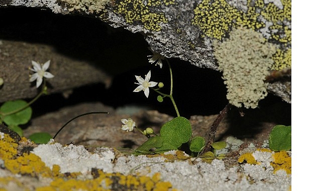 İzmir’de Yeni Bitki Türü Keşfedildi