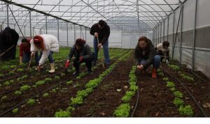Kadın ve gençler, Büyükşehir’le tarıma kazandırılıyor