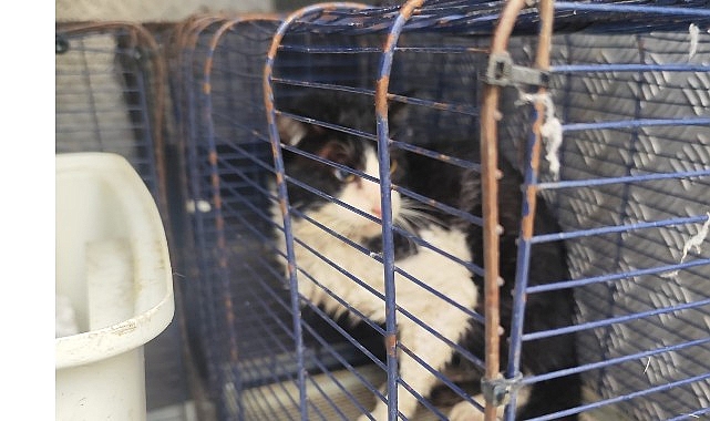 Ağva Deresi’nde mahsur kalan kedi kurtarıldı
