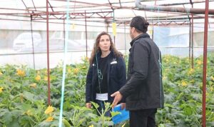 Büyükşehir’den hortum ve fırtınadan zarar gören üreticiye sera naylonu desteği