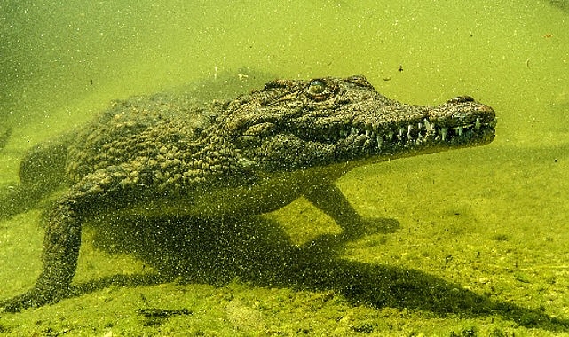 ‘Okavango’nun Vahşi Timsahları’,   4 Ekim Pazar Saat 20.00’de National Geographic WILD Ekranlarında!